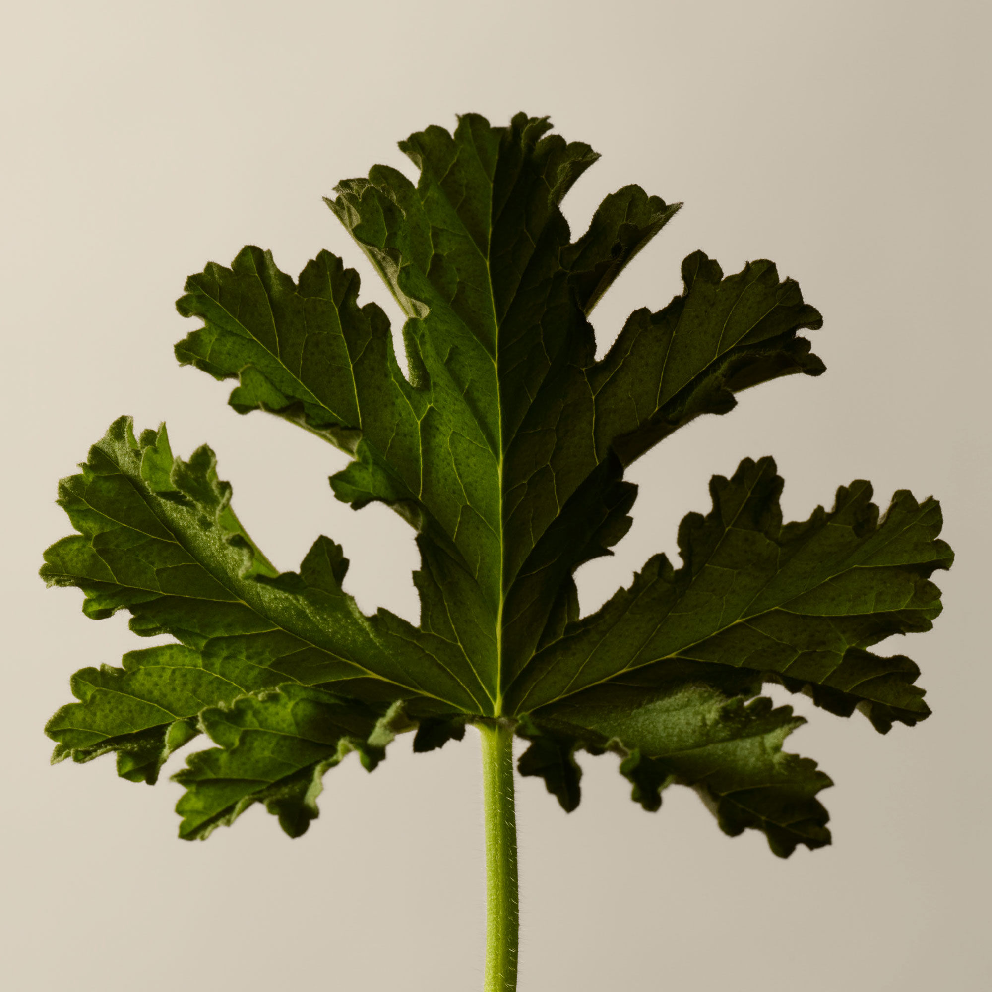 Soin Hydratant a la Feuille de Geranium pour le Corps