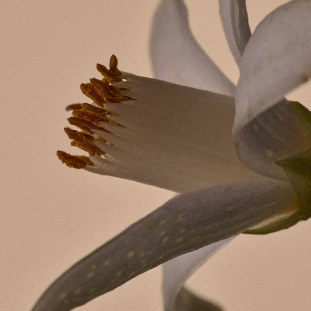 Image de Fleur de Neroli
